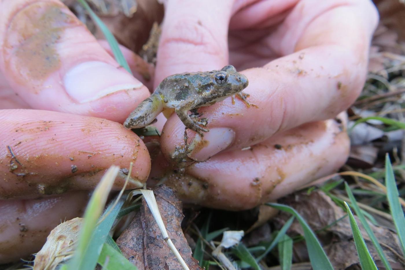 Cricket Frogs Northern and Southern | NC Wildlife